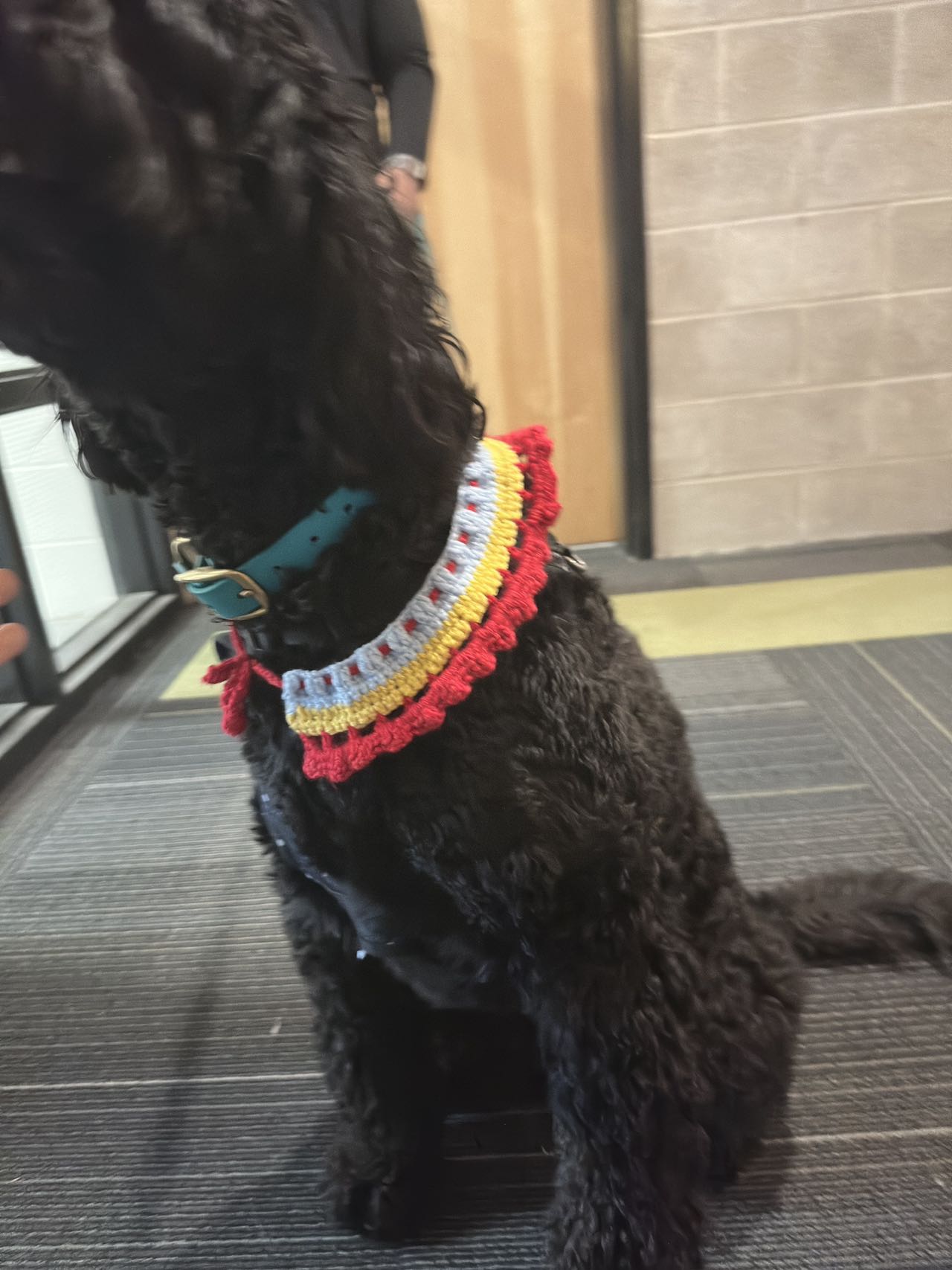 Personalized Pet Knit Pet Collar