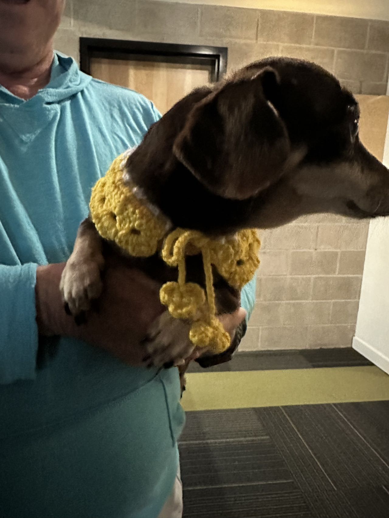 Personalized Pet Knit Pet Collar