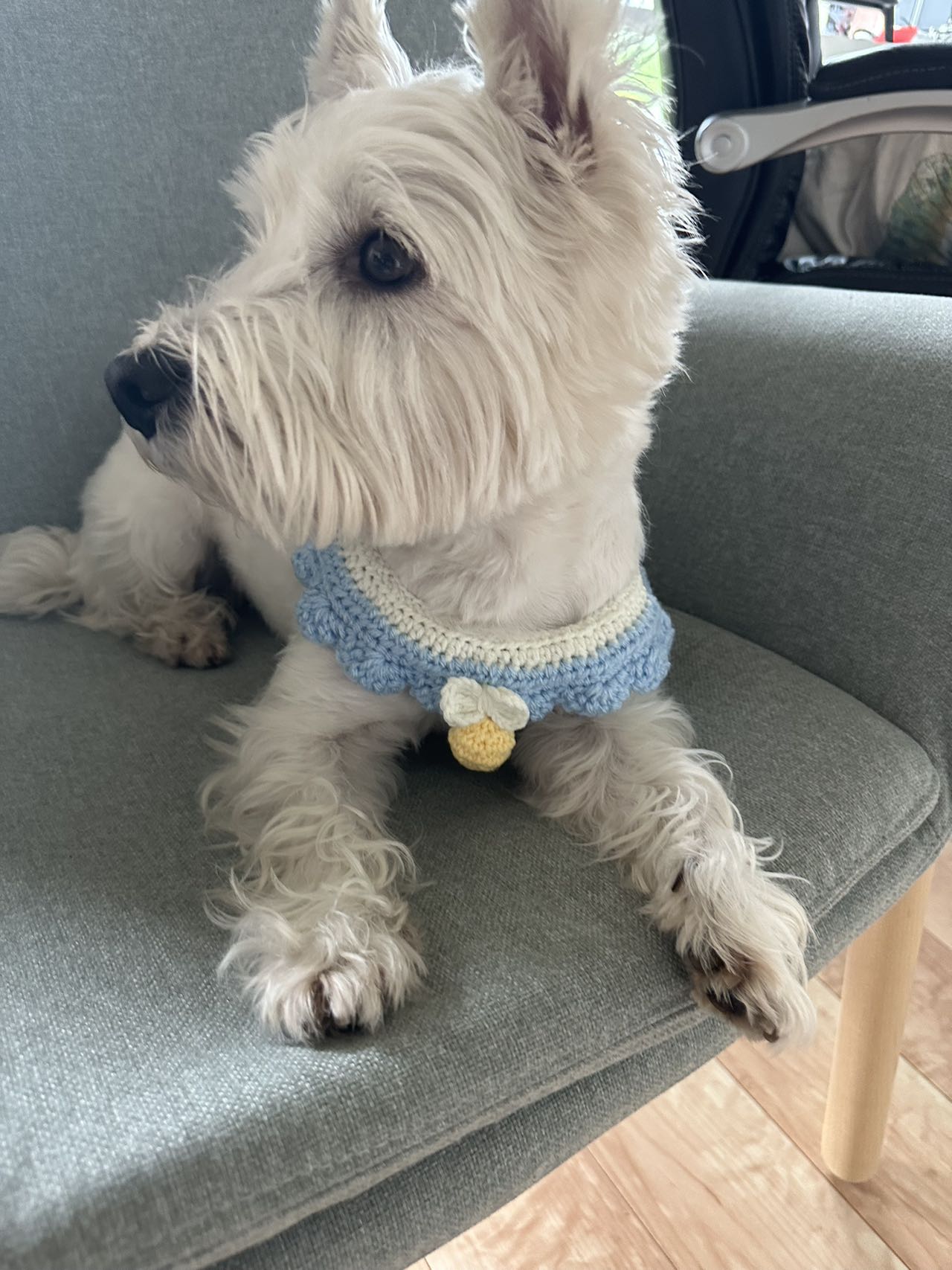 Personalized Pet Knit Pet Collar