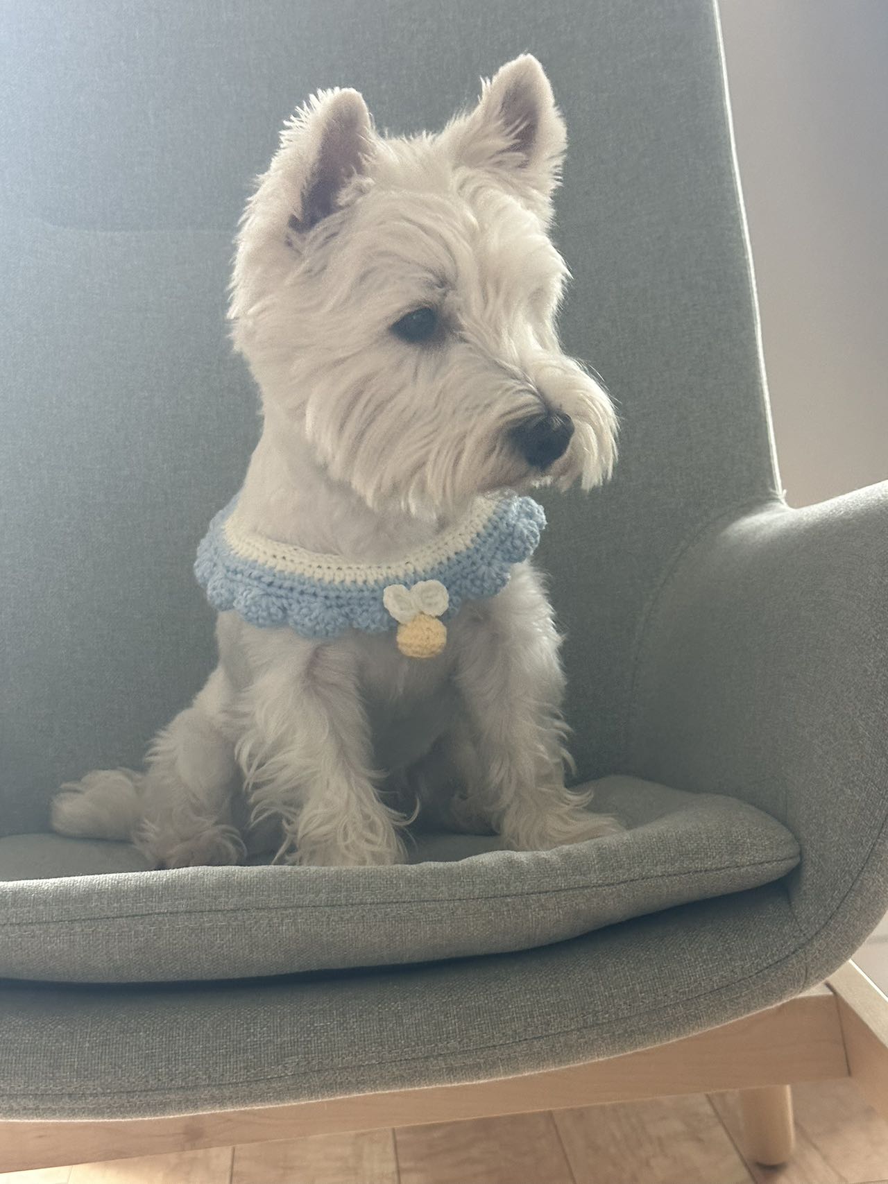 Personalized Pet Knit Pet Collar